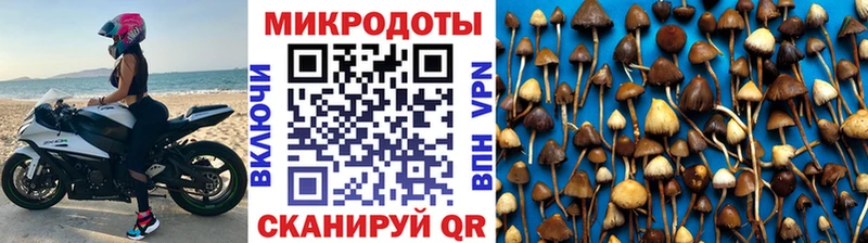 Галлюциногенные грибы Psilocybine cubensis  Плавск 